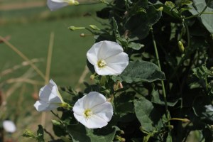 convolvulus arvensis (2) (600 x 400).jpg_product_product